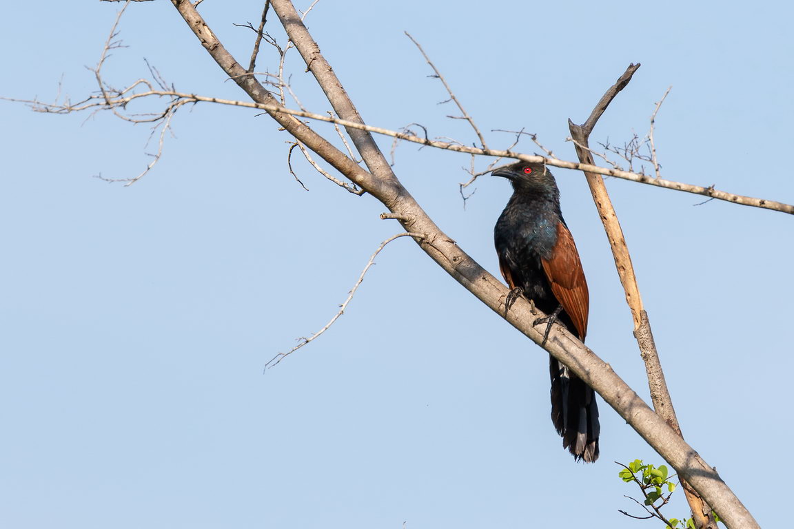 5307 Udawalawe NP Chinese Spoorkoekoek.jpg