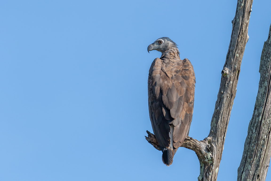 5313 Udawalawe NP Grote Rivierarend.jpg