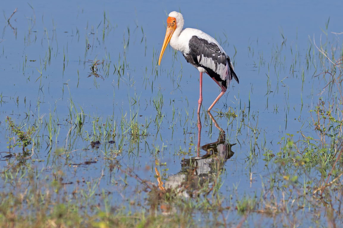 5323 Udawalawe NP Indische Nimmerzat.jpg
