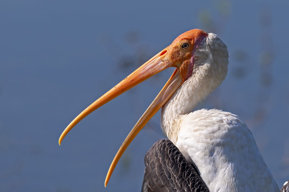 5327 Udawalawe NP Indische Nimmerzat.jpg