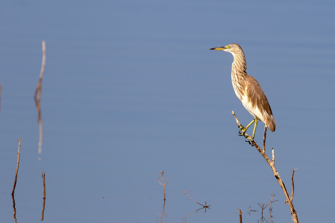 5333 Udawalawe NP Indische Poelreiger.jpg