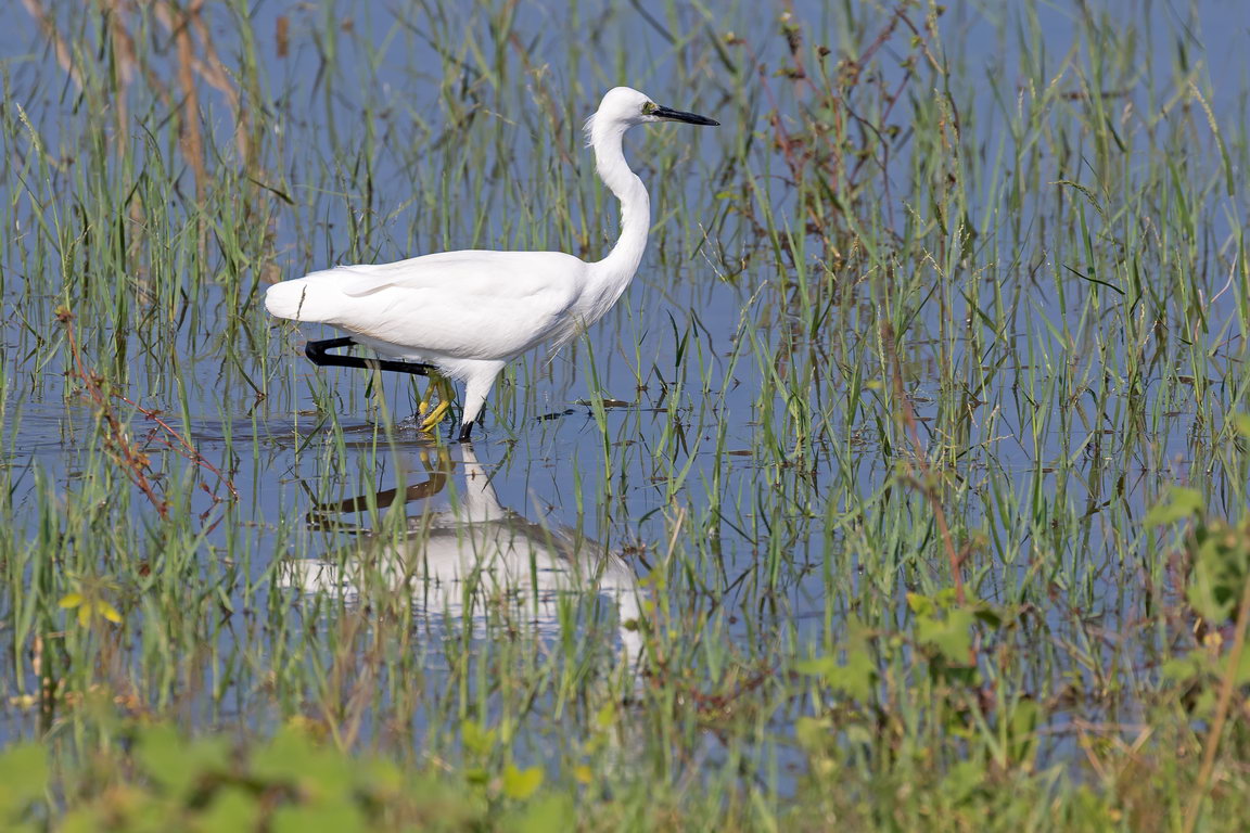 5338 Udawalawe NP Kleine Zilverreiger.jpg
