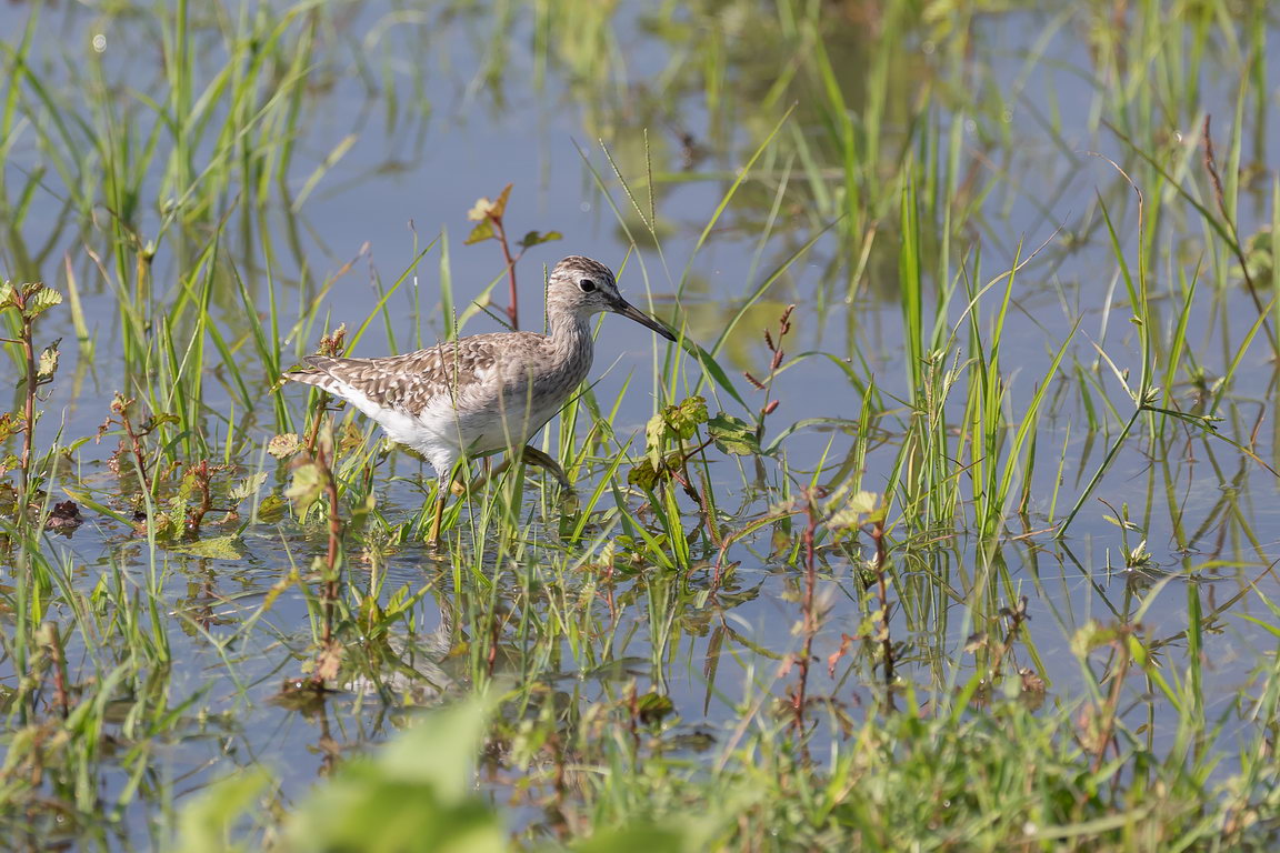 5340 Udawalawe NP Siberische Strandloper.jpg