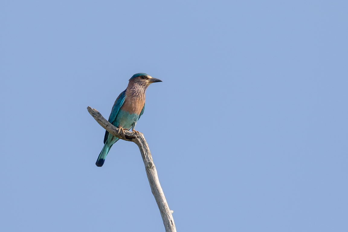 5349 Udawalawe NP Indische Scharrelaar.jpg