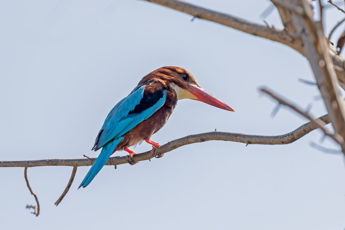 5358 Udawalawe NP Smyrna ijsvogel.jpg