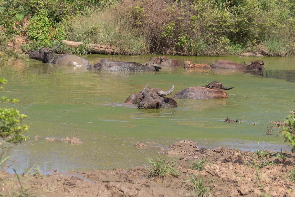 5359 Udawalawe NP Waterbuffels.jpg