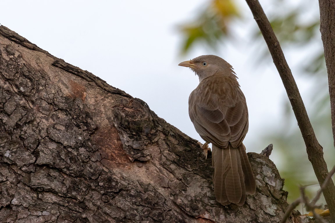 5379 Embilipitiya Jungle babbelaar.jpg