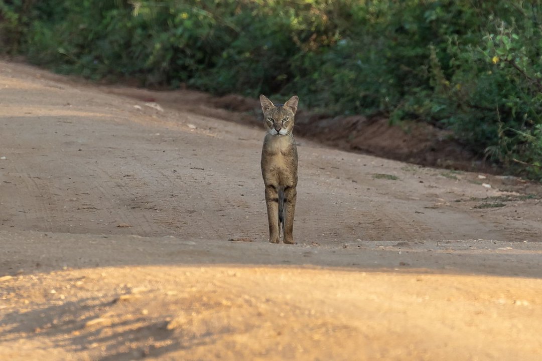 5242 Udawalawe NP Junglekat.jpg