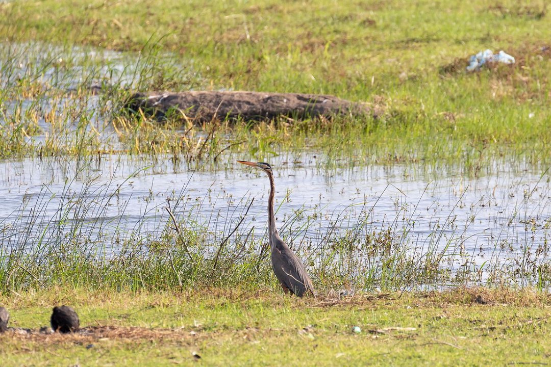 5365 Embilipitiya Purperreiger.jpg