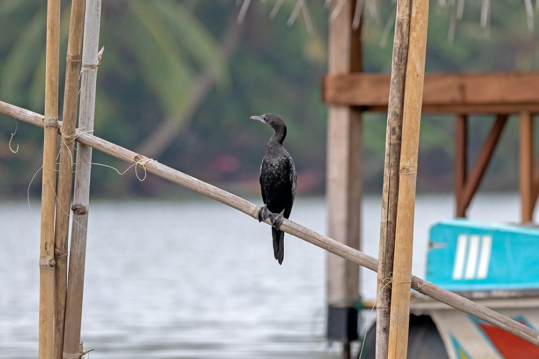 4333 Negombo Indische Aalscholver.jpg