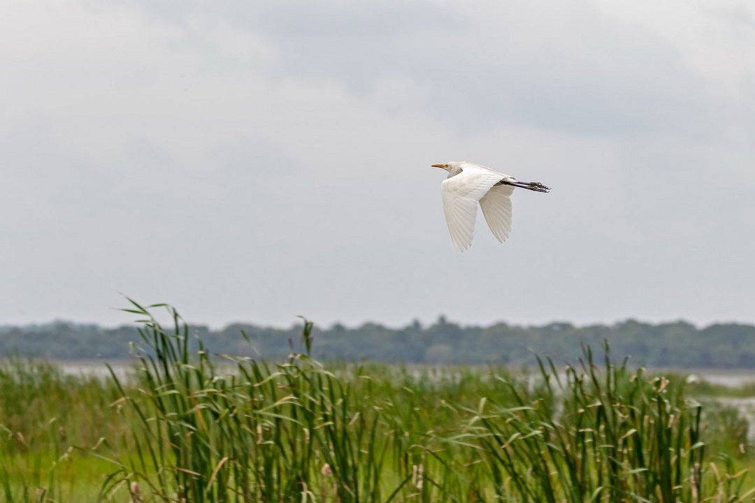 4394 Anuradhapura Grote zilverreiger.jpg