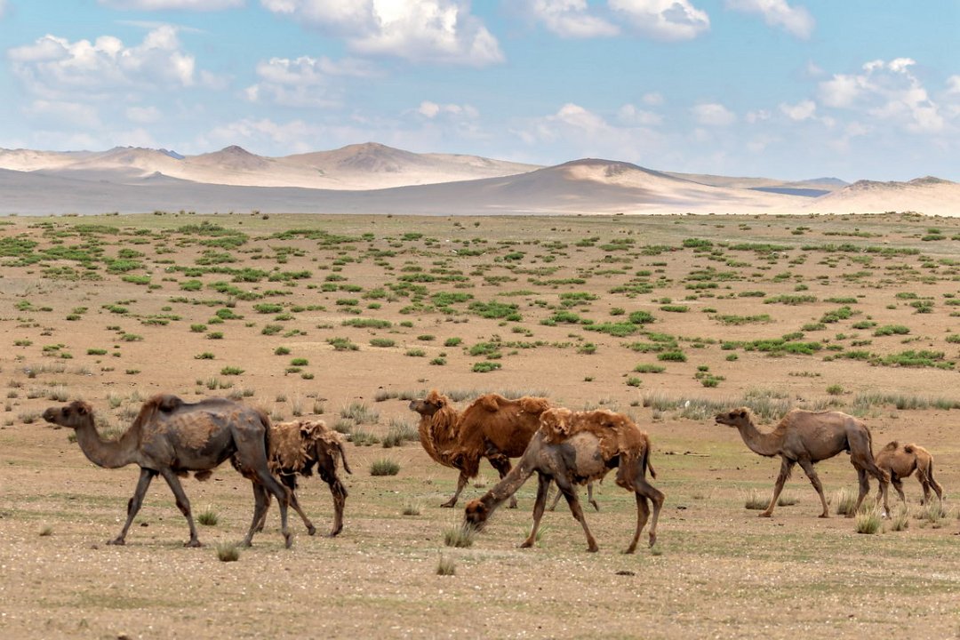 5747  Gobi Kameel.jpg