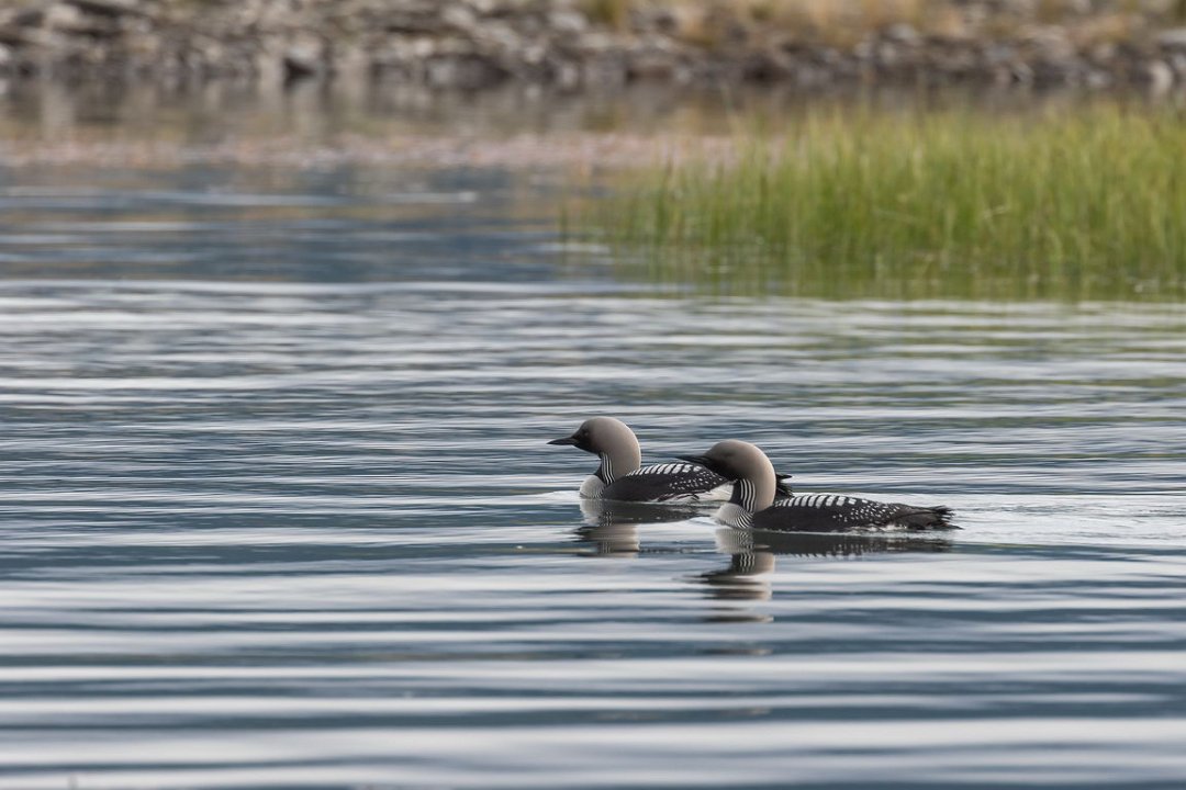 6391  Khovsgol meer Parelduiker.jpg