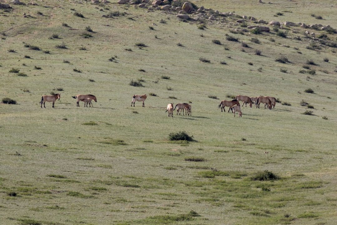6672  Khustai Takhi Przewalskipaard.jpg