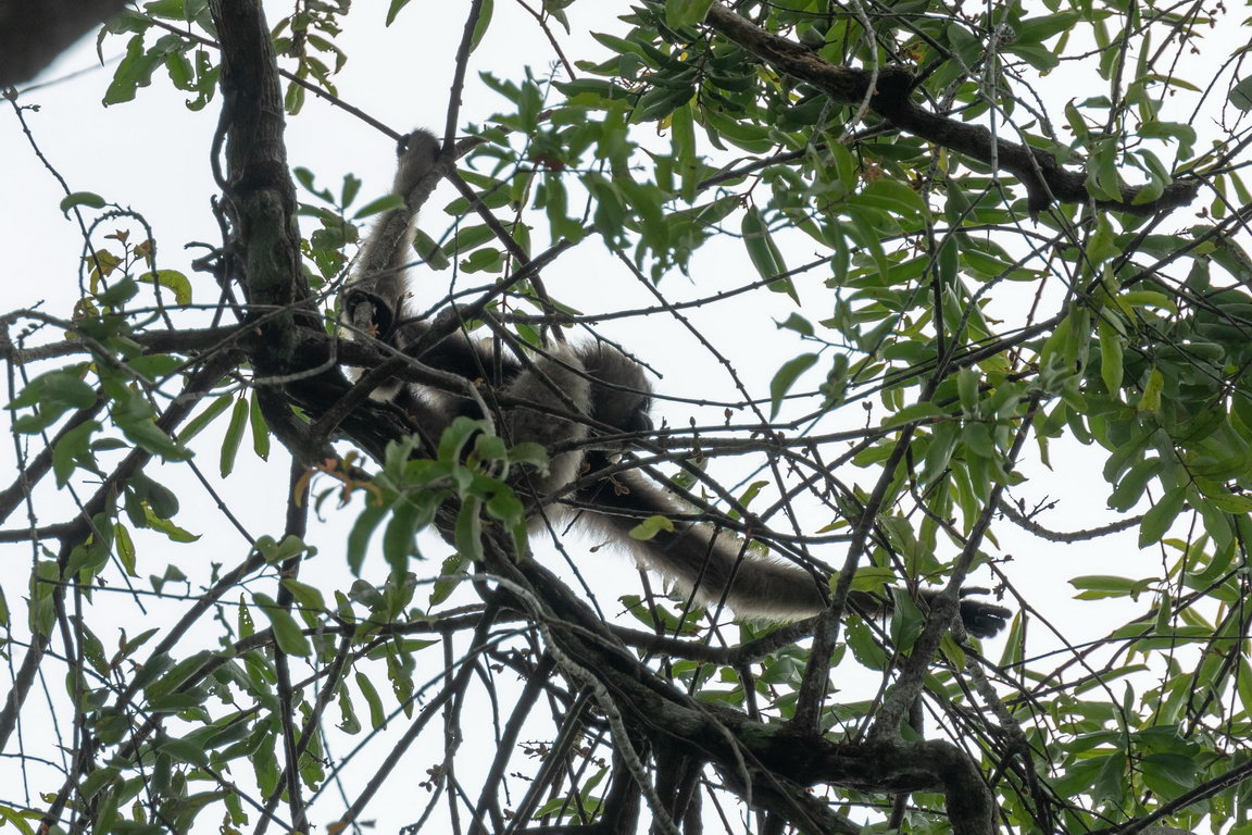 7573 Sungai Wein NP Gibbon.jpg