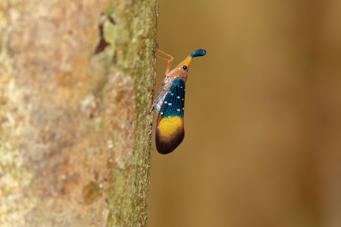 7586 Sungai Wein NP Insect.jpg