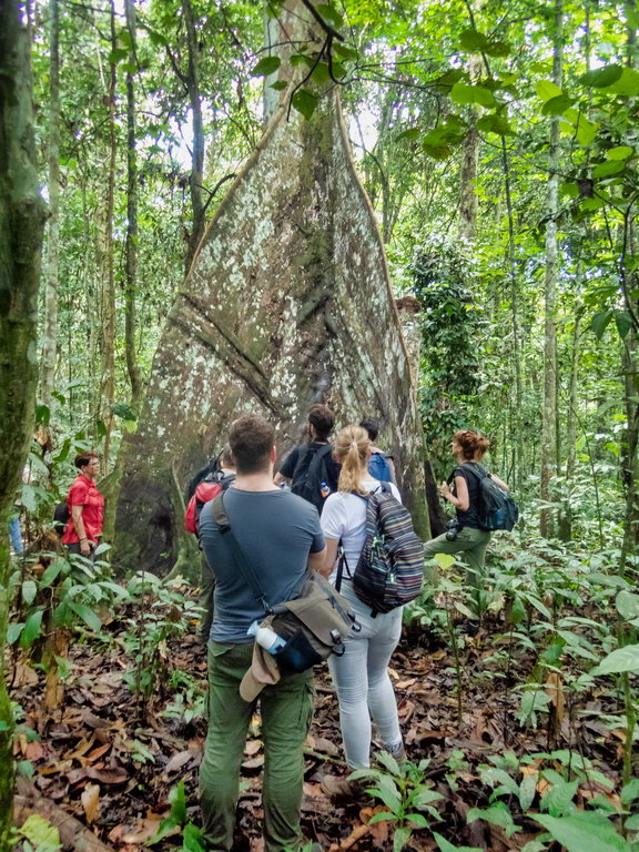0041 Kutai NP Jungle.jpg