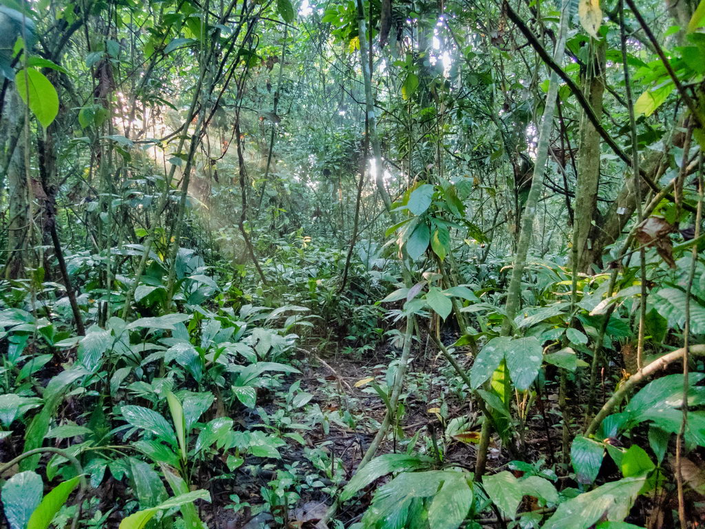 0042 Kutai NP Jungle.jpg