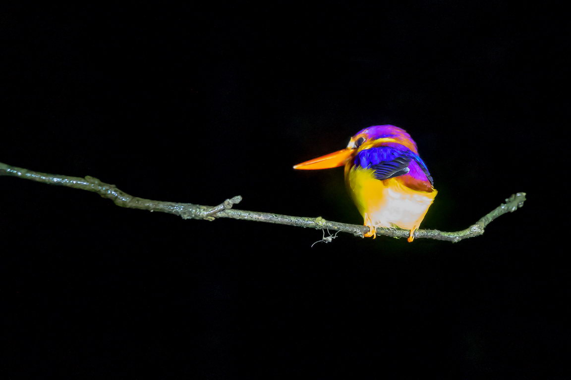 8090 Kutai NP Jungle dwergijsvogel.jpg