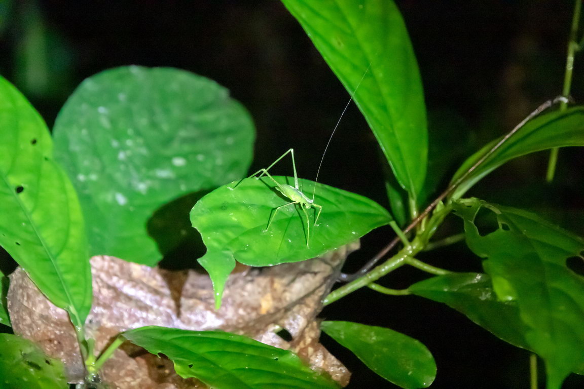8109 Kutai NP Insect.jpg