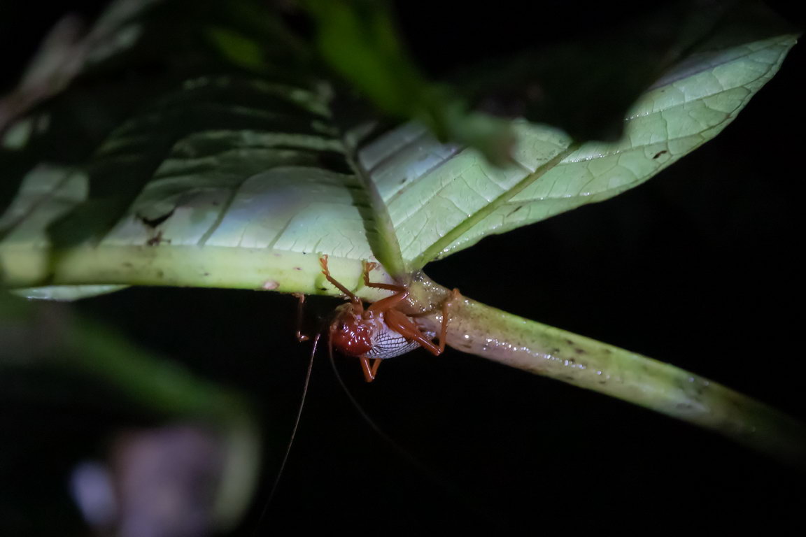 8110 Kutai NP Insect.jpg