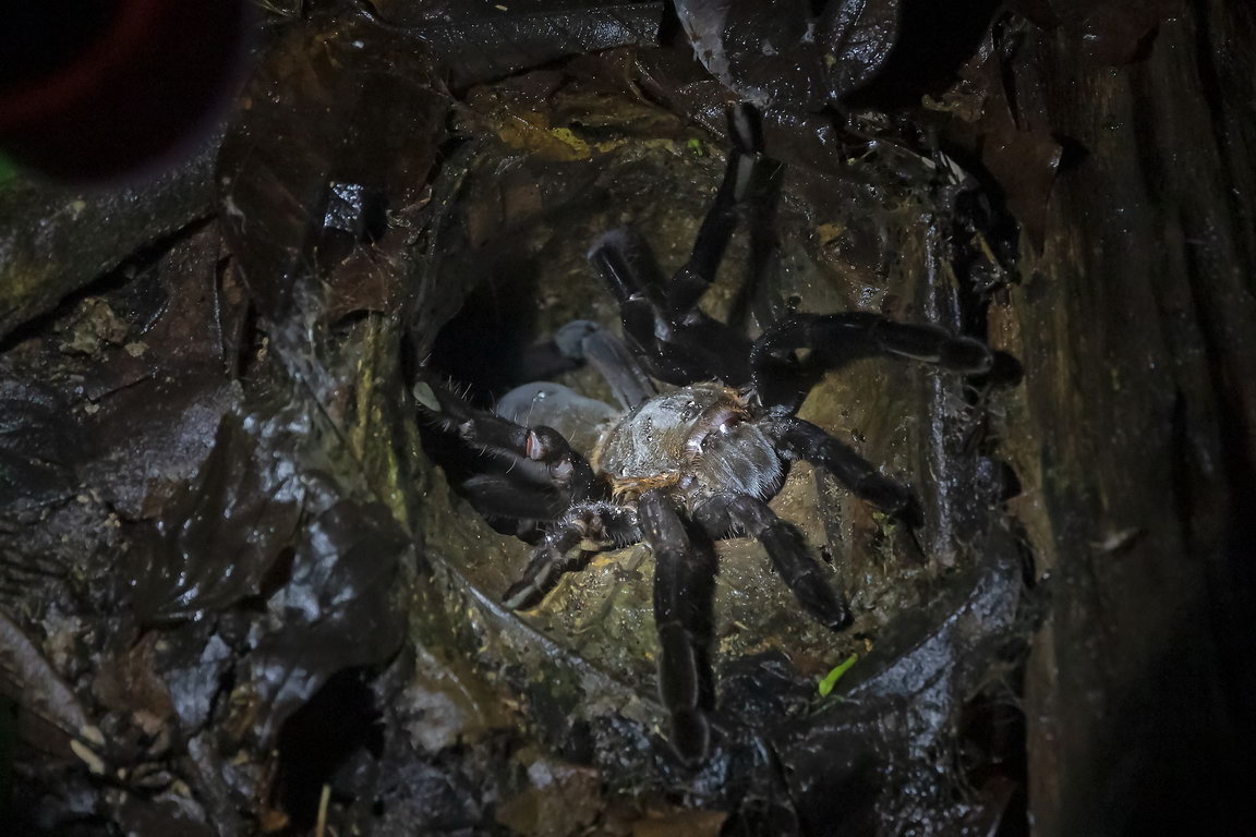 8125 Kutai NP Tarantula.jpg