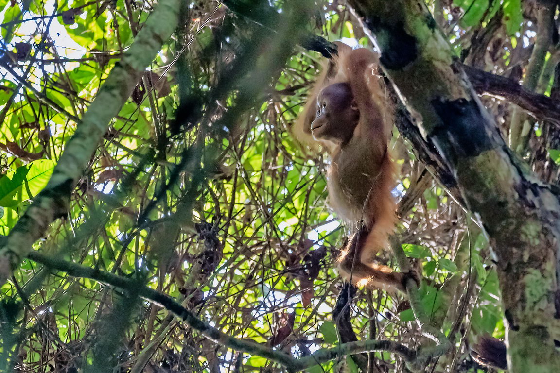 8185 Kutai NP Orang Oetan.jpg