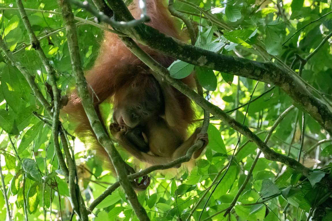 8283 Kutai NP Orang Oetan.jpg