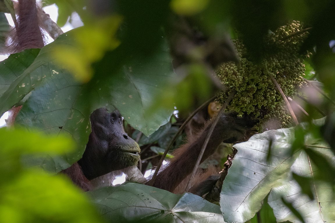 8360 Kutai NP Orang Oetan.jpg