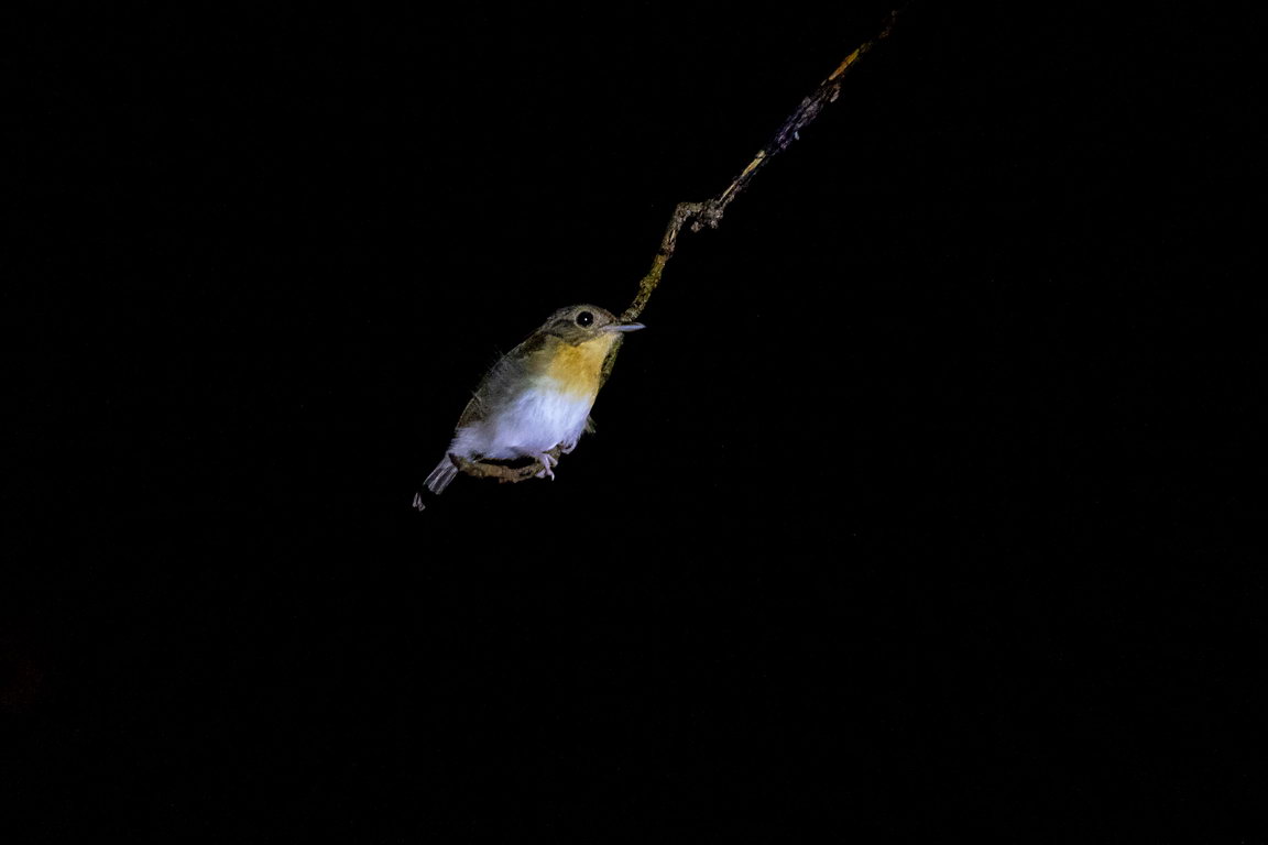 8390 Kutai NP Geelstuithoningvogel.jpg