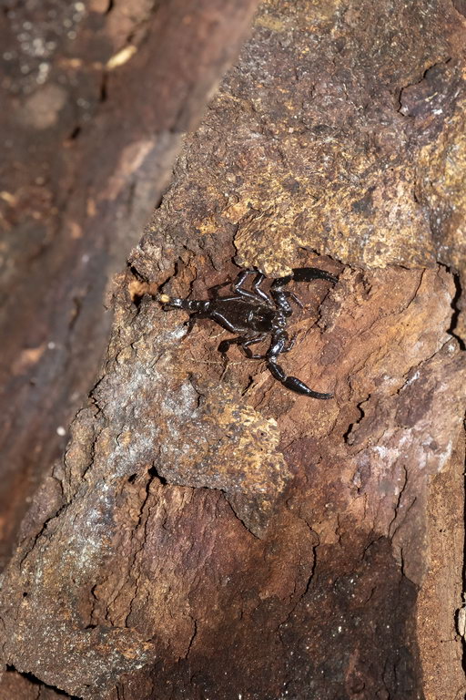 8394 Kutai NP Schorpioen.jpg