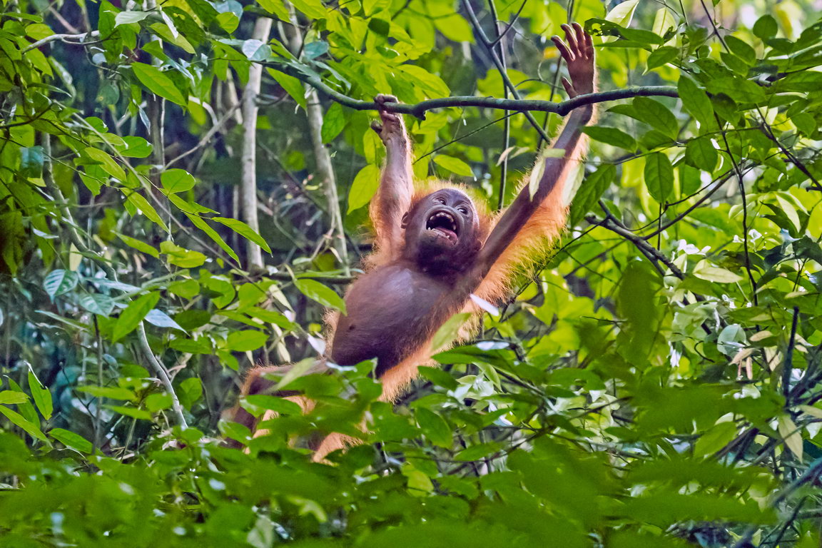 8419 Kutai NP Orang Oetan.jpg