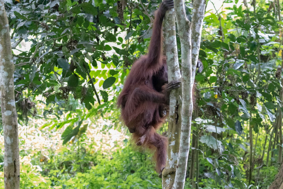 8458 Kutai NP Orang Oetan.jpg