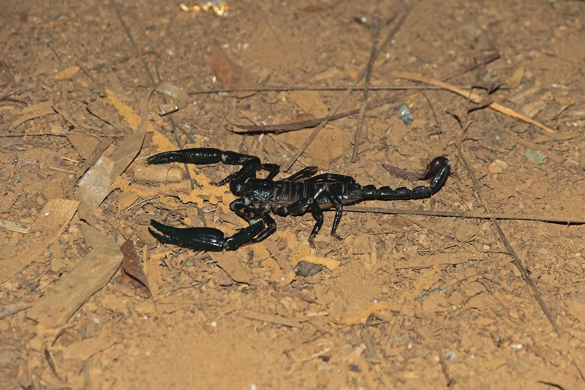 8506 Lesan NP Schorpioen.jpg