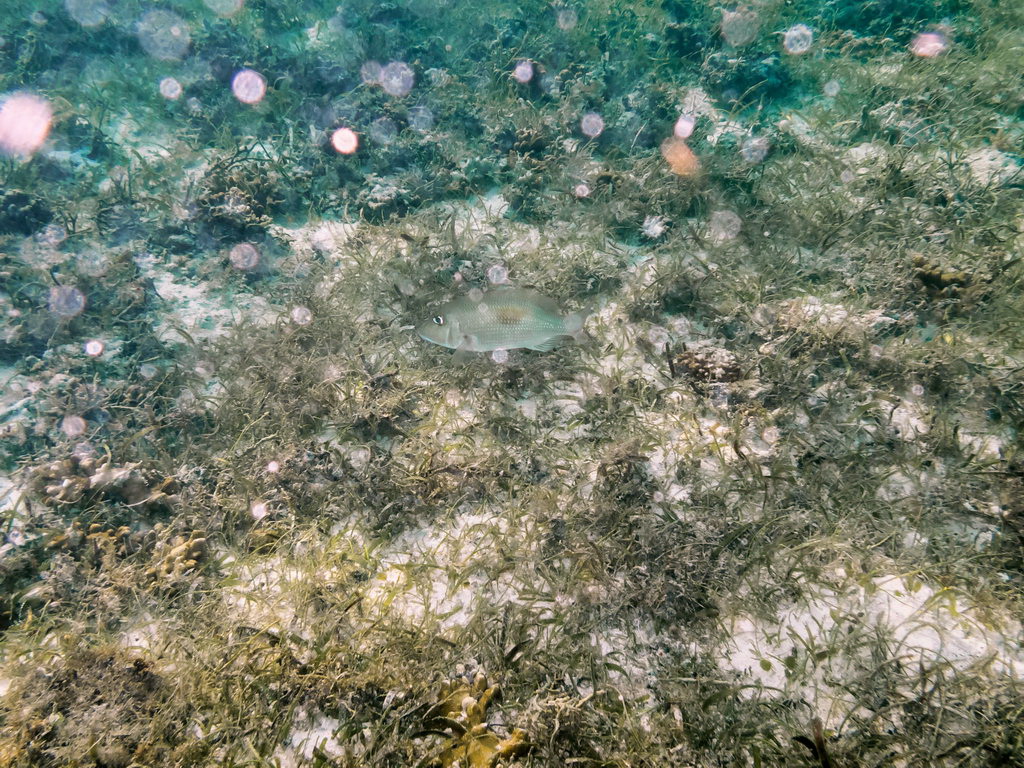 0092 Derawan Onder water.jpg