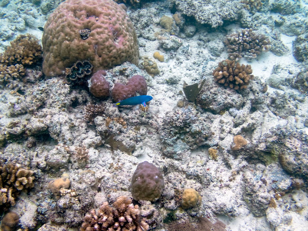 0159 Maratua Island Onder water.jpg