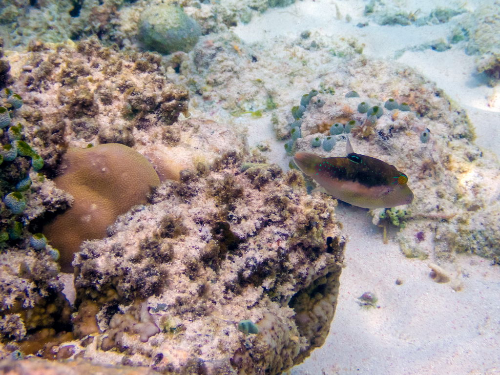 0193 Maratua Island Onder water.jpg