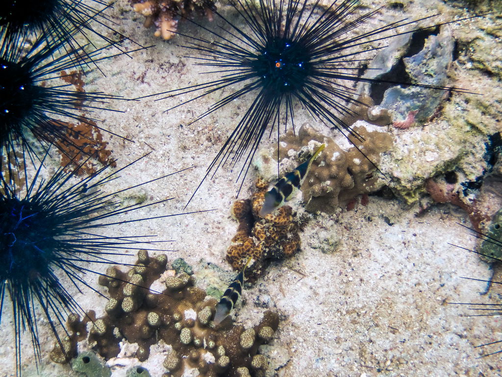 0272 Derawan Onder water.jpg