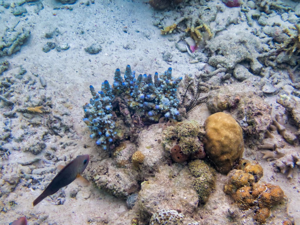 0313 Derawan Onder water.jpg