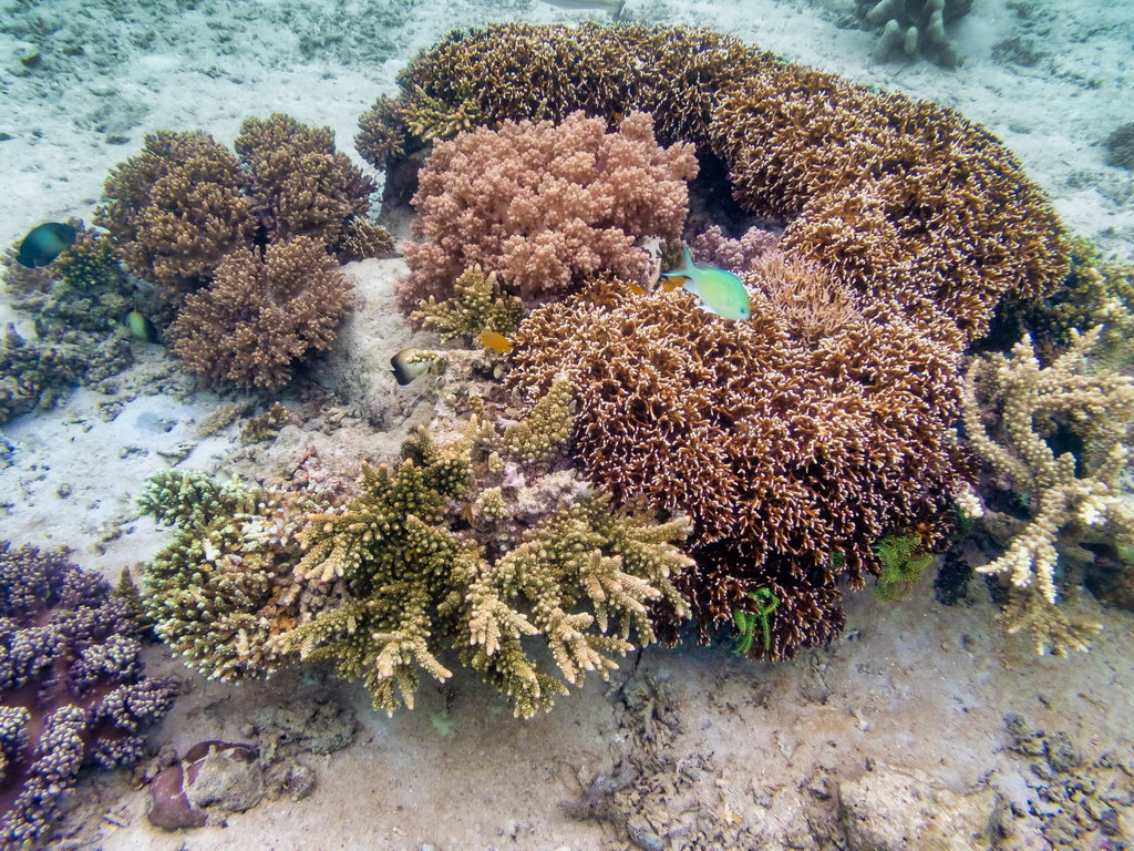 0325 Derawan Onder water.jpg
