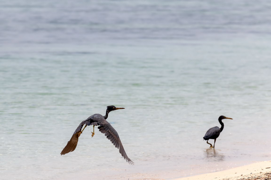 8543 Derawan Oostelijke Rifreiger.jpg