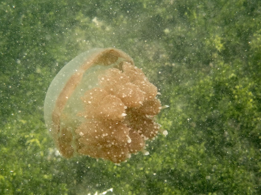 0148 Kakaban Island Kwal.jpg