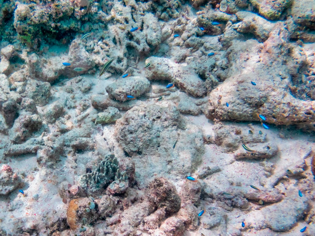 0170 Maratua Island Onder water.jpg