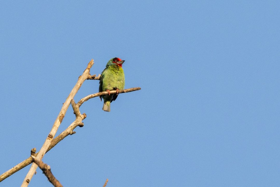 2036 Madikeri Roodkeelbaardvogel.jpg