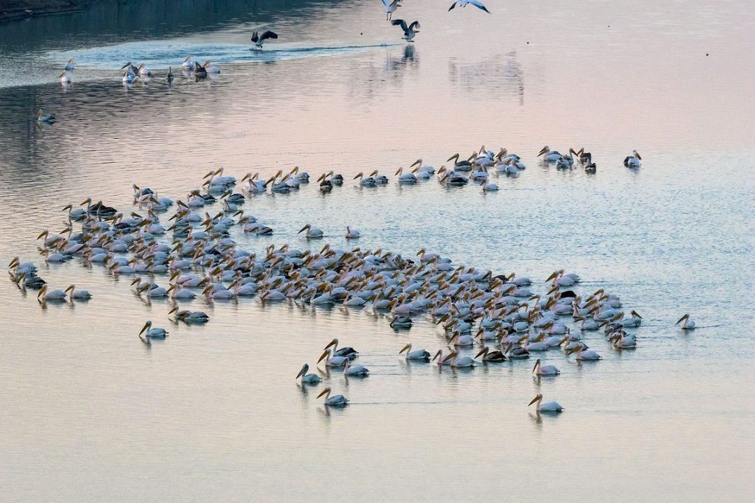 2258 Bhuj Pelikanen.jpg