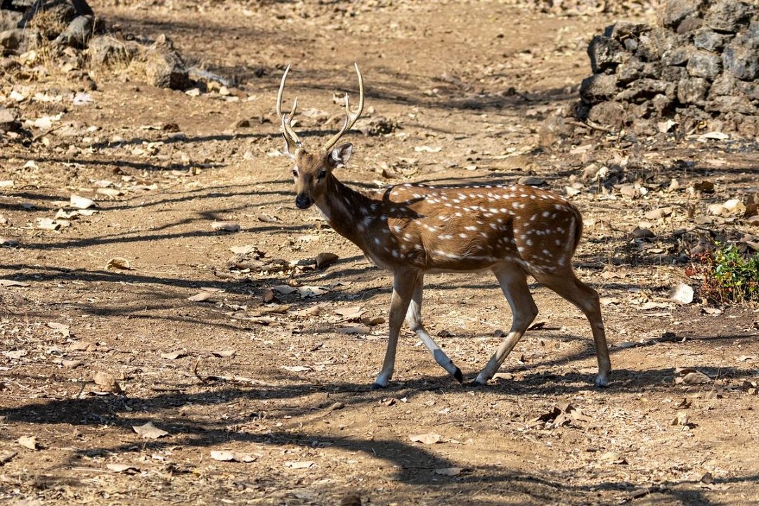 2333 Gir Chittal.jpg