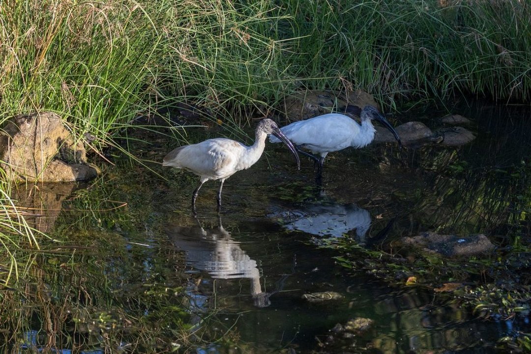2488 Gir Witte Ibis.jpg