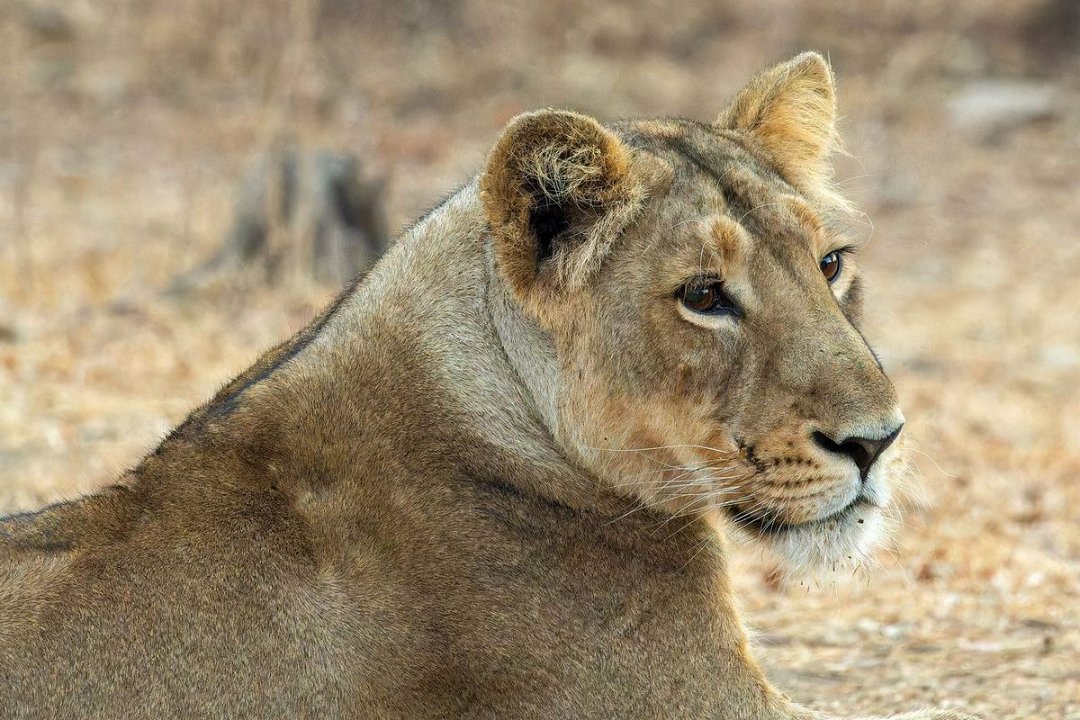 Gir Aziatische Leeuw-3.jpg