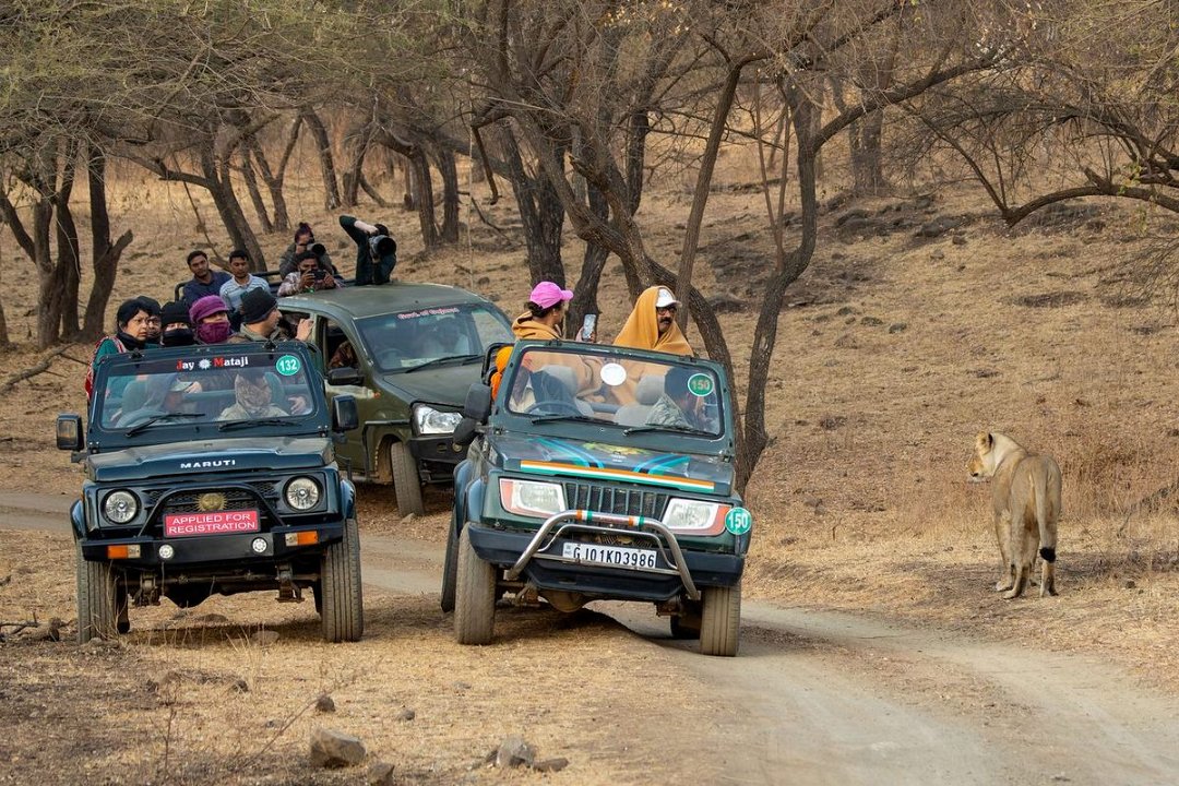 Gir Aziatische Leeuw-6.jpg