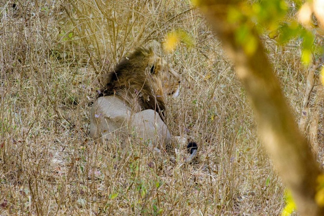 Gir Aziatische Leeuw-7.jpg